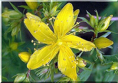 St. John's Wort for Chronic Fatigue