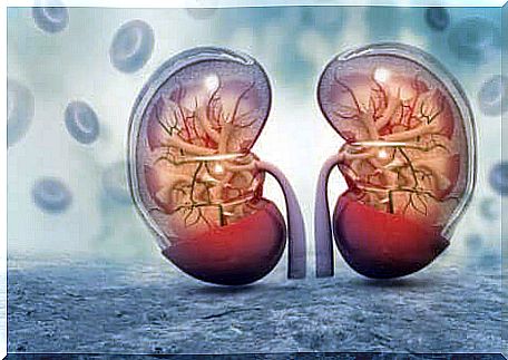 Two kidneys in picture.