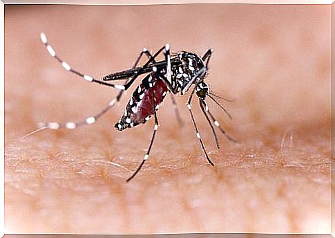 Female mosquitoes are most interested in human blood.