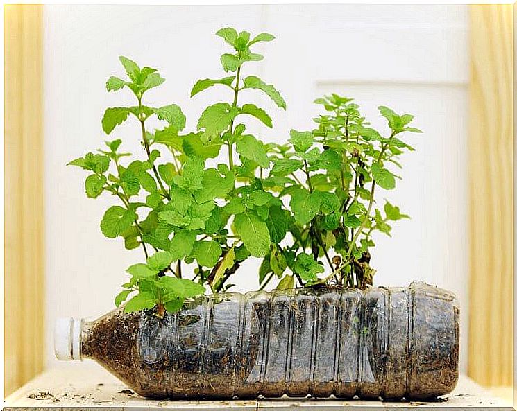 pot with plastic bottles for a miniature garden